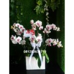 Bunga Valentine Vase Keramik Anggrek Bulan White Pink